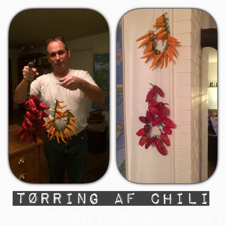 Chili-tørring_261014 (7)_edited-1