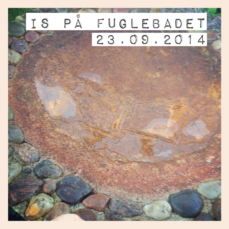 Is_på_fuglebadet_230914