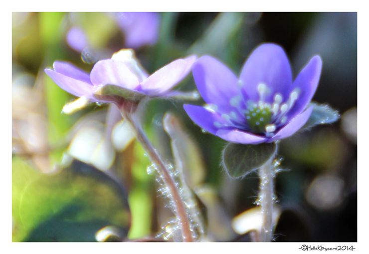 anemone_120314