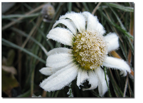 blomst_151009