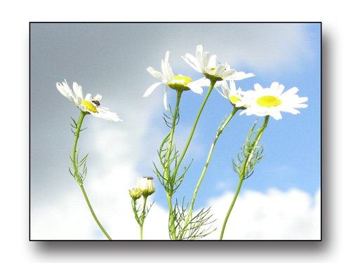 blomstrende_grc3b8ftekant_220809-36