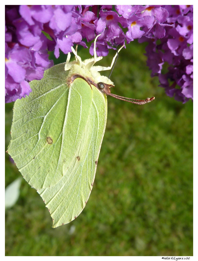 citronsommerfugl_270810