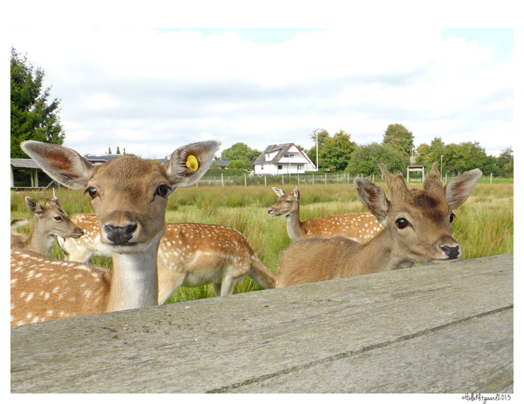 dyrepark_050913