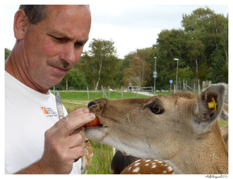 dyrepark_050913_2