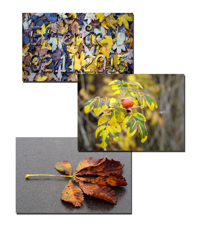efteraar_02.11.2015