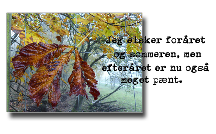 efteråret_er_meget_pænt_231013