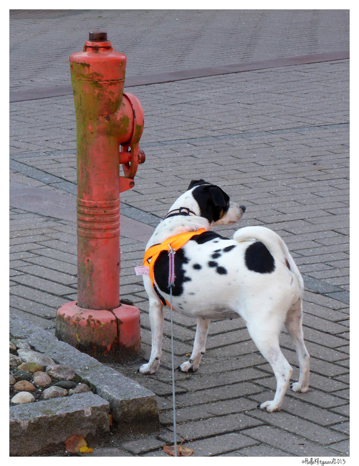 emma_brandhane_100913