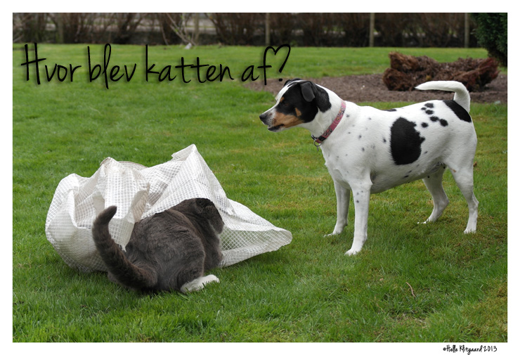 hvor er katten?