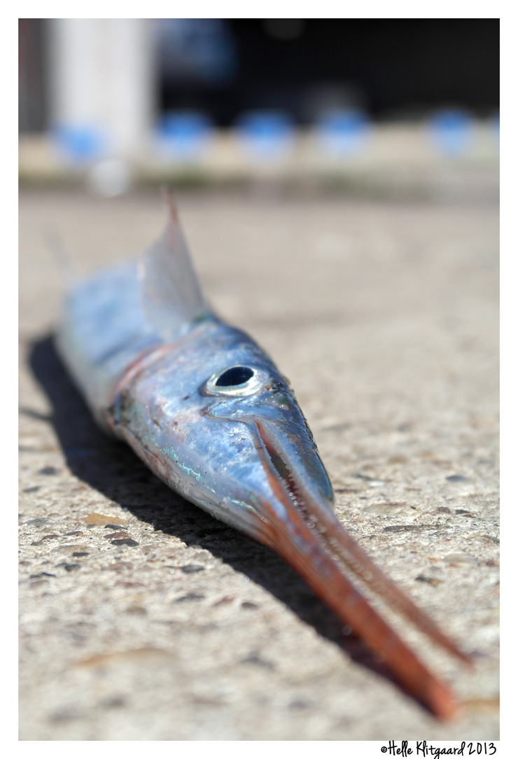 Hornfisk