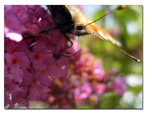 fjæs_110909 fjæs_110909