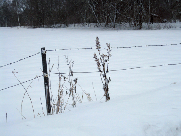 græs_020310