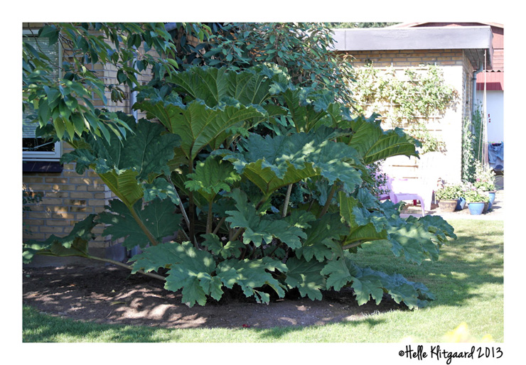 gunnera