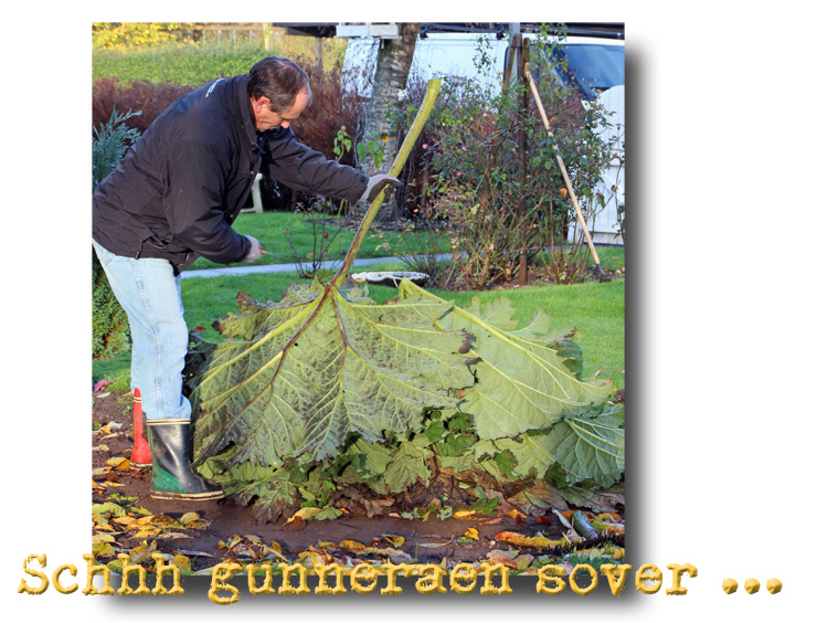 gunneraen_sover_101113