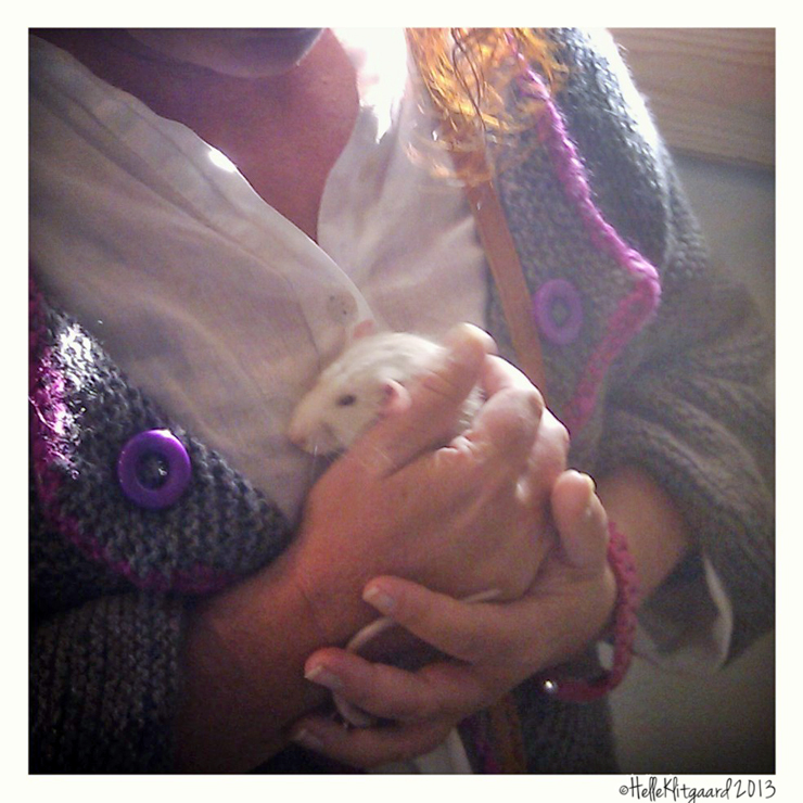 den hvide rotte Herman