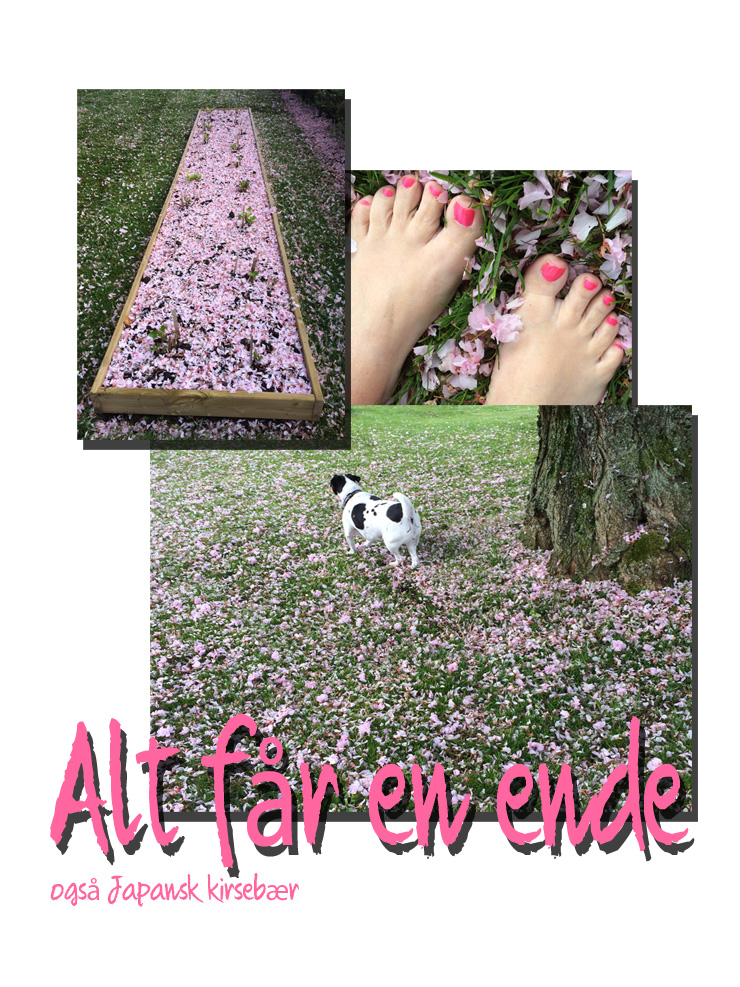 japansk_kirsebær_160514
