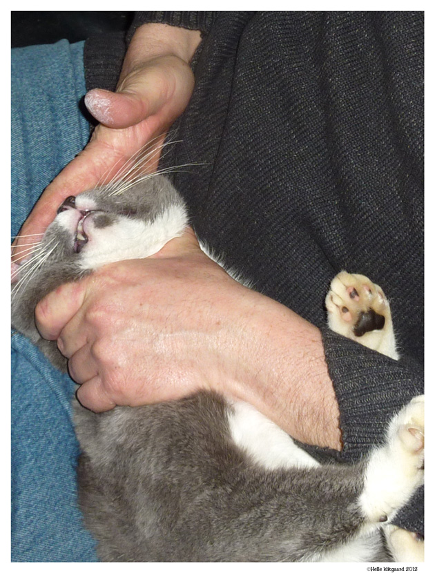 jensen_skal_have_ormekur_200112