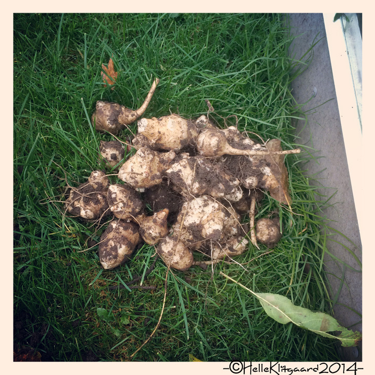 jordskokker_261014 (9)_edited-1