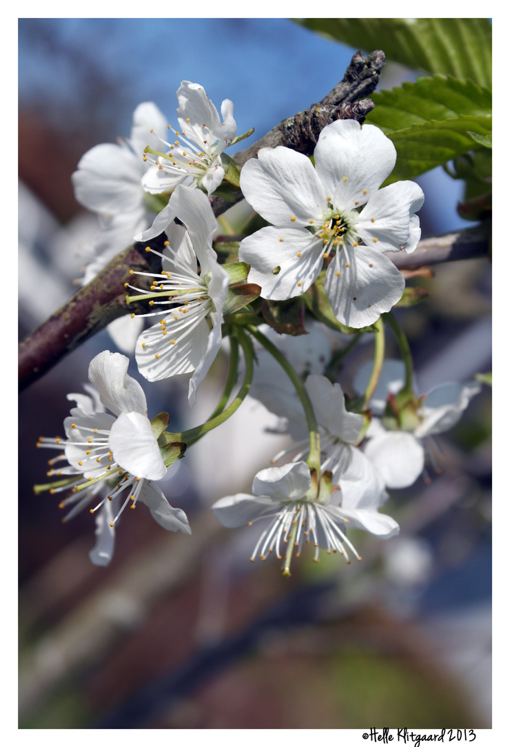 kirsebærblomster