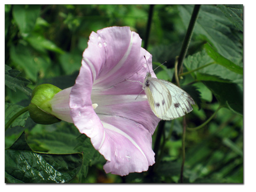 lyslilla_sommerfugl_050809