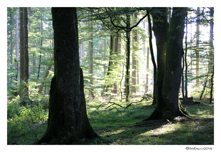 rold_skov_sept2014