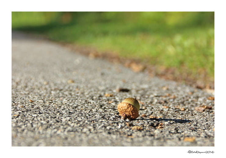 rold_skov_sept2014_agern