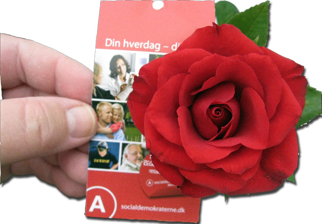 rose_A_071109