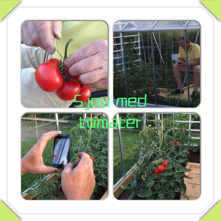 sjov_tomater_040614