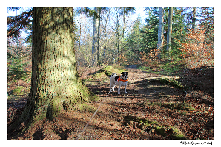 skovtur_110314