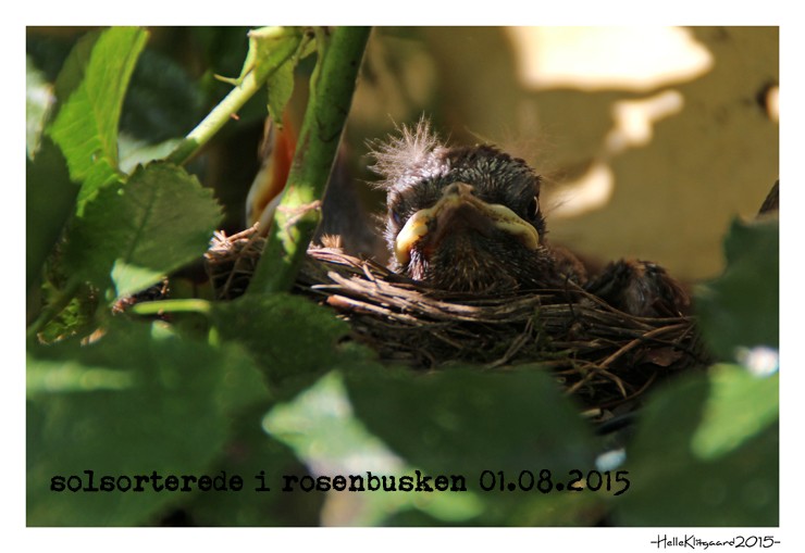 solsorterede_01.08.2015