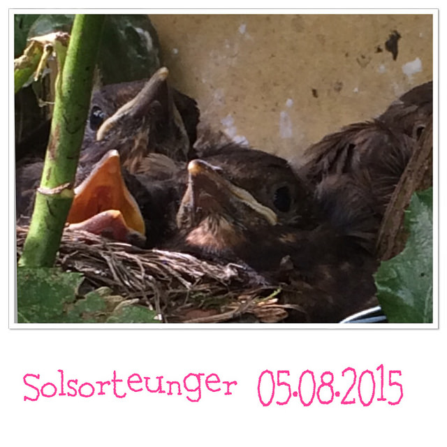 solsorteunger_05.08.2015