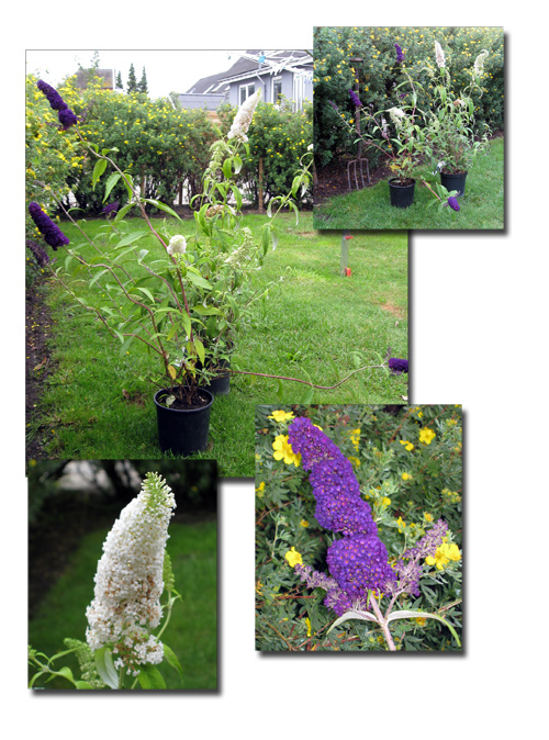 sommerfugl_240709