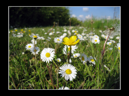 sommerlig_080609