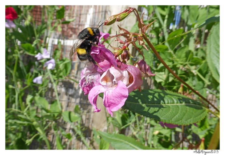 springbalsamin_bi_260813