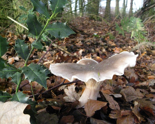 svamp_241109 svamp_241109