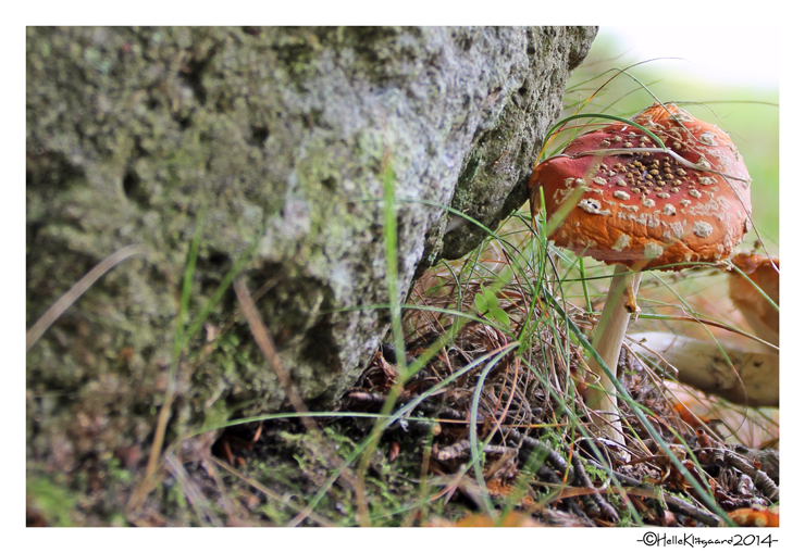 svampe_180914_2