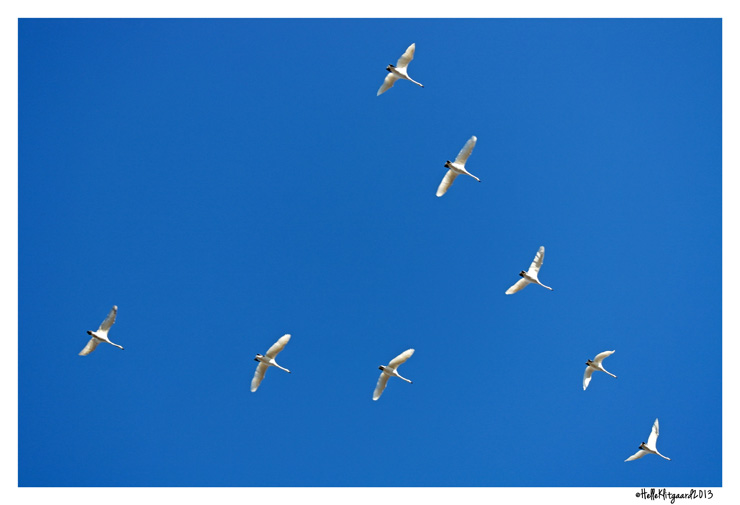 blå himmel med svaner