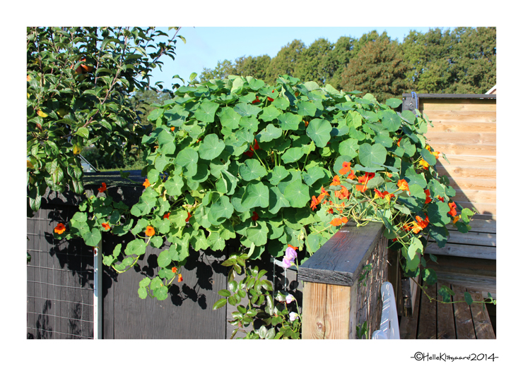 tallerkensmækker_100914 (4)