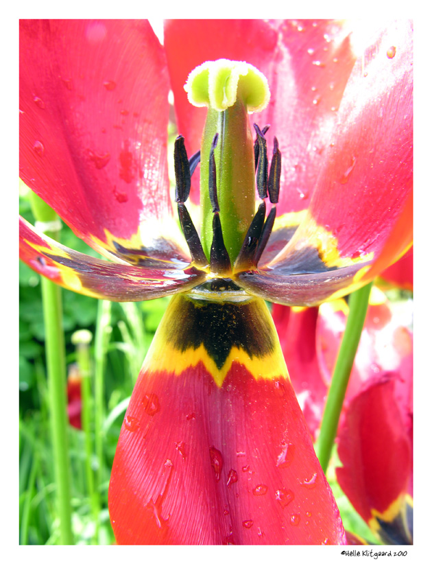 tulipan_280510