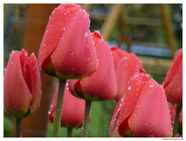 tulipaner_130510