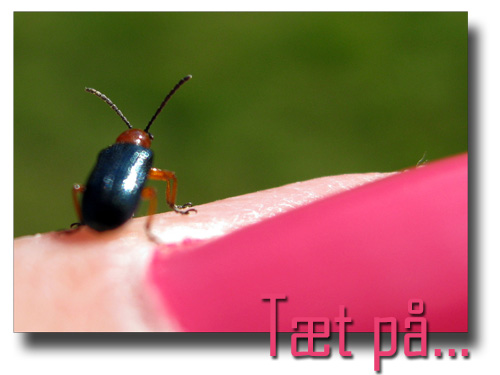 tæt_på_051009 tæt_på_051009