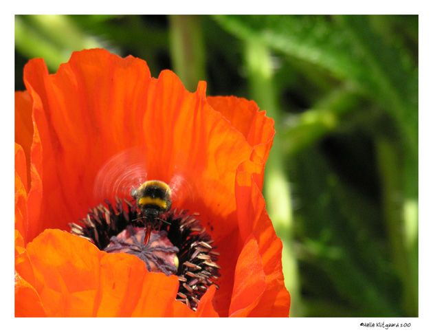 valmue_250610_bi (2)