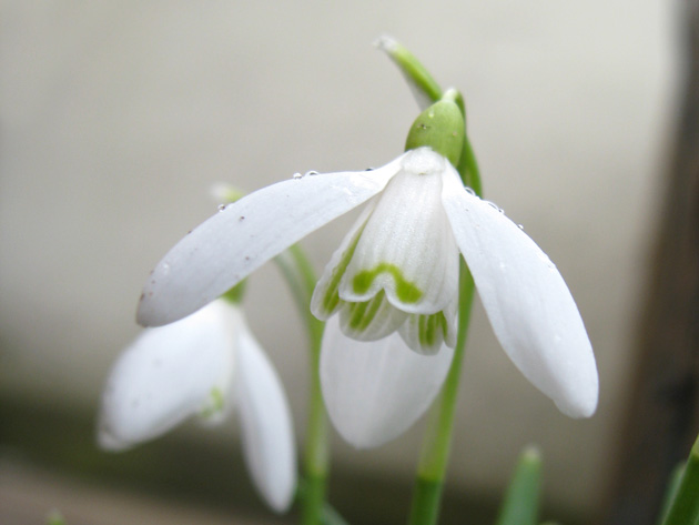 vintergæk_260310