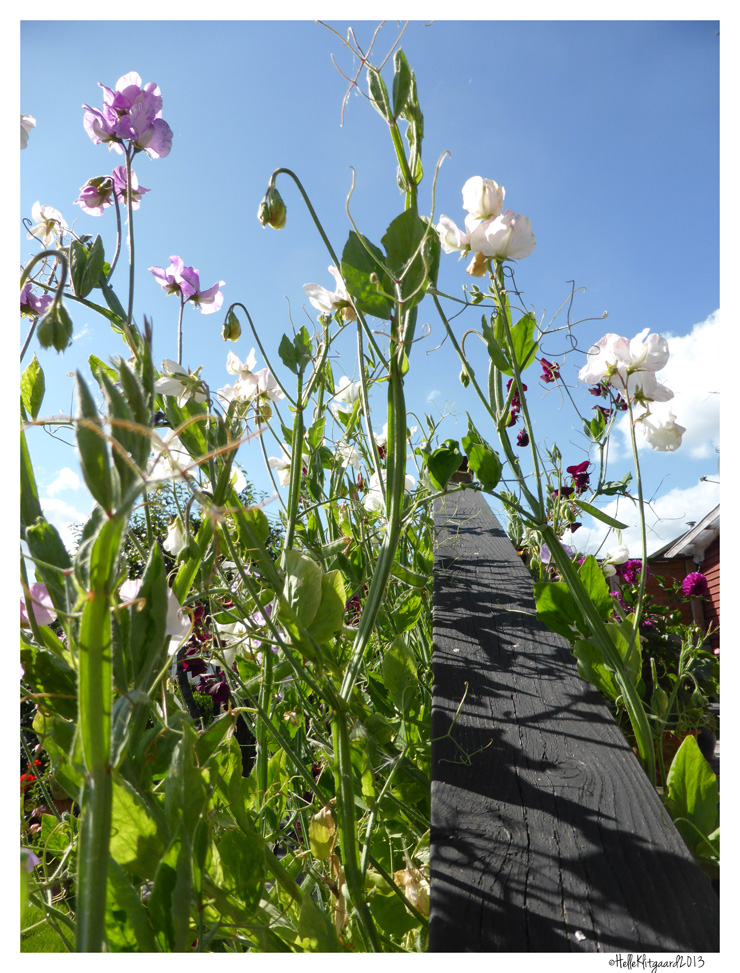 ærteblomster_260813